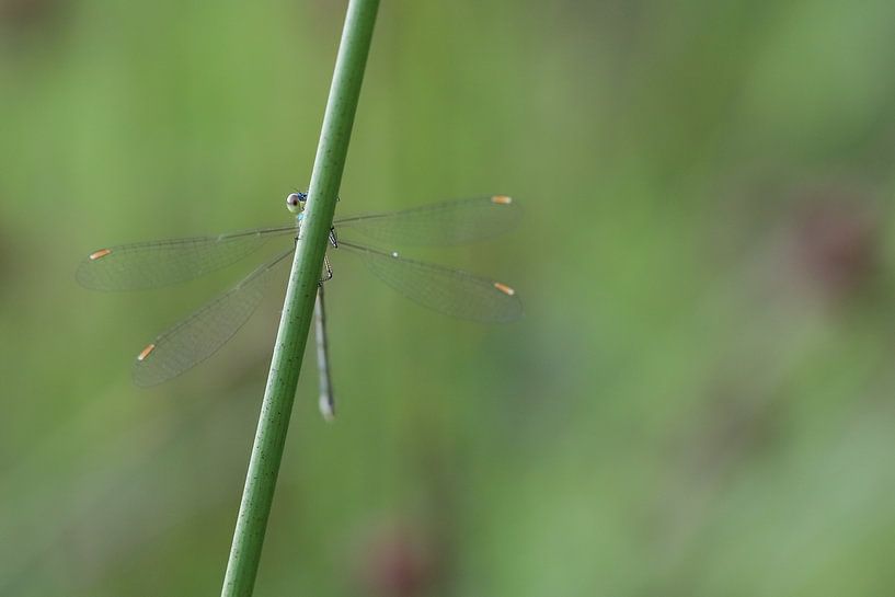 Stingray damselfly by Karin van Rooijen Fotografie
