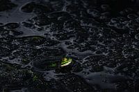 The Green Frog | Silence in the Marsh