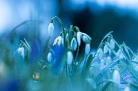 tanzende Schneeglöckchen