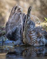 TAUCHSPERBERMÄNNCHEN