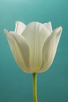 Schlichtheit in sanften Farben: Eine Tulpe mit türkisfarbenem Hintergrund