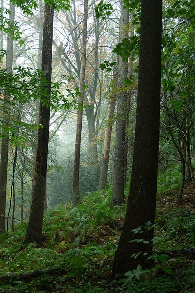 Bäume im Regen von Ivo Michielsen