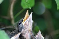 Des poussins de merle dans un nid d'oiseau en Allemagne
