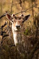 Fallow deer in the bushes