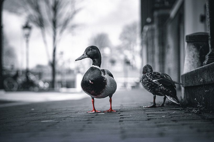 Amsterdam aux Pays-Bas n'est pas seulement noir et blanc par Thilo Wagner