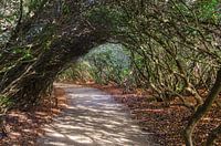 Landschap - "Lichtspel"