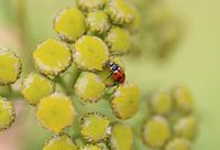Coccinelle plate variable II - Hippodamia variegata