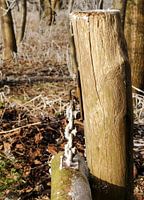 Een paaltje in het bos
