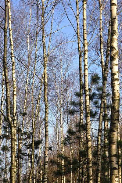 Wald von Thomas Jäger