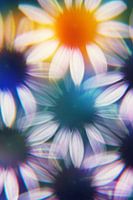 Sonnenhutblüten, fotografiert von einem Prisma.