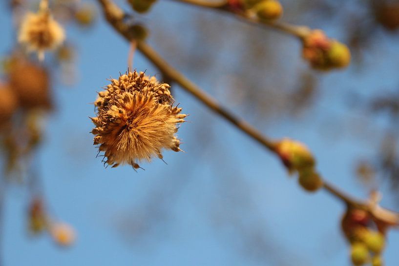 Secret Bowl par Cornelis (Cees) Cornelissen