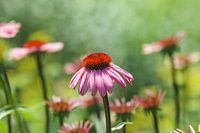 Zonnehoed/Echinacea