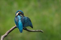 polishing Kingfisher