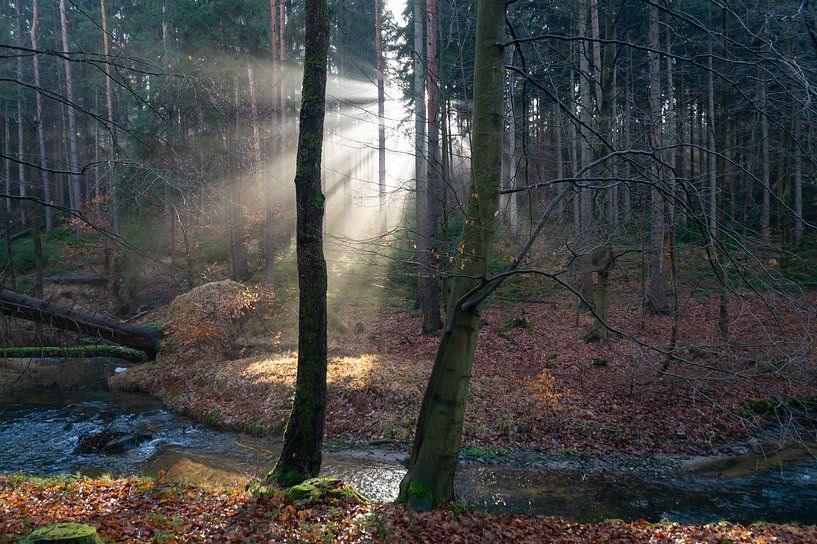 Lichtstrahlen im ruhigen Winterwald von Adriana Müller