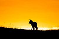 Silhouette of the wilderness