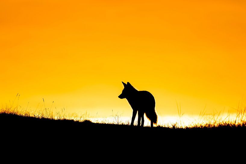 Silhouette de la nature sauvage par Olaf Karwisch