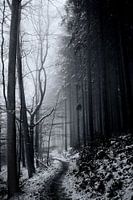 Der geheimnisvolle Wald