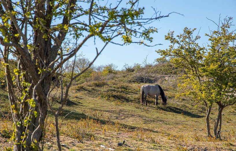Wildpferd im Wald. von Floyd Angenent
