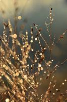 Gouden ochtendgloed - deel 1