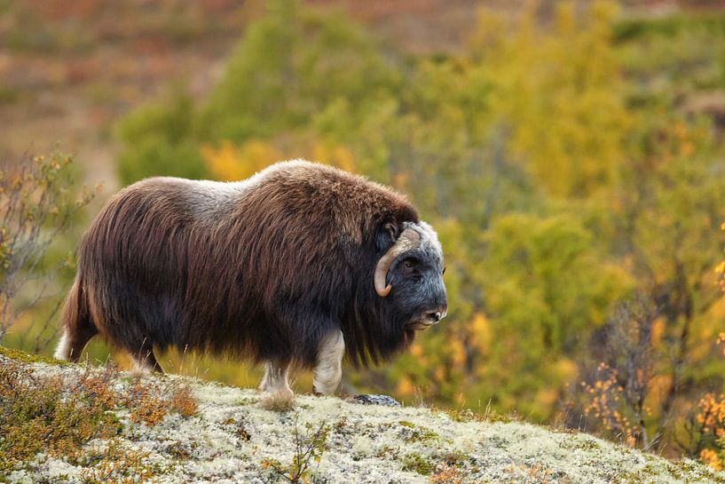 Musk ox in Norway by Menno Schaefer