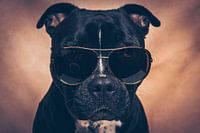 Amerikanischer Stafford Jaydi