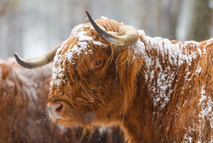 Portrait of a Scottish Highland cattle in the snow by Sjoerd van der Wal Photography