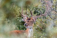 Damhert granzend dans les buissons