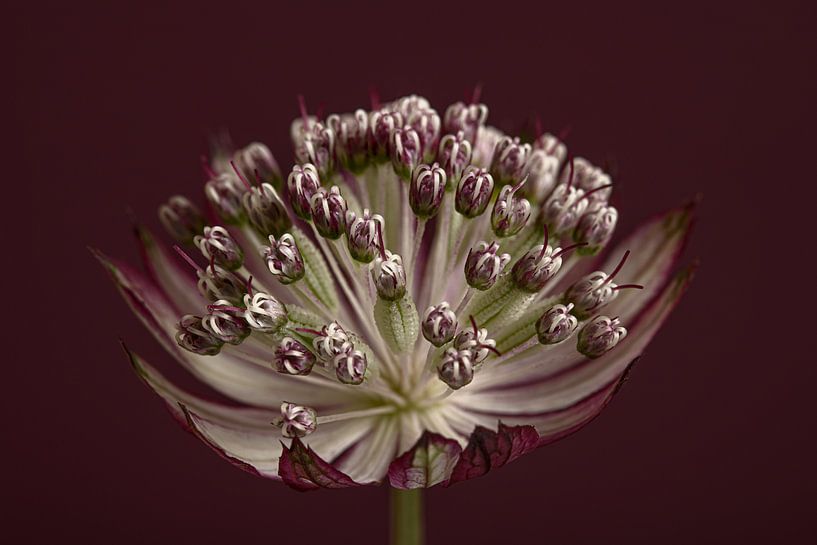 Seeländischer Knopf (Astrantia Major) im Licht von Marjolijn van den Berg