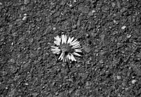 Madeliefje op straat in zwart-wit