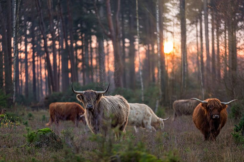 Golden hour by gea strucks