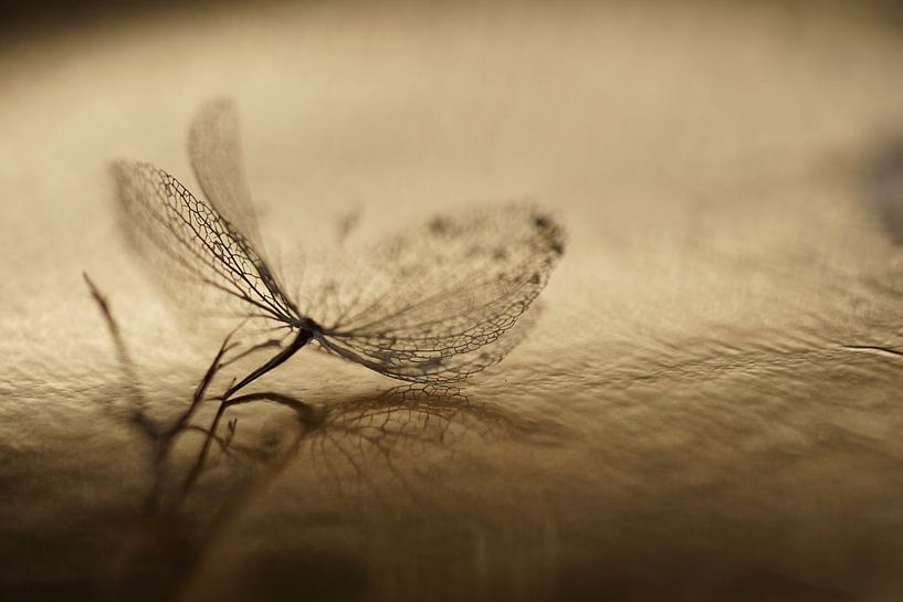 Gold von Sonja Bohte