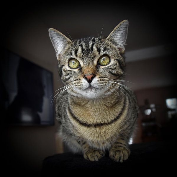 ,,Cat's eyes&quot; by Ronnie Reul