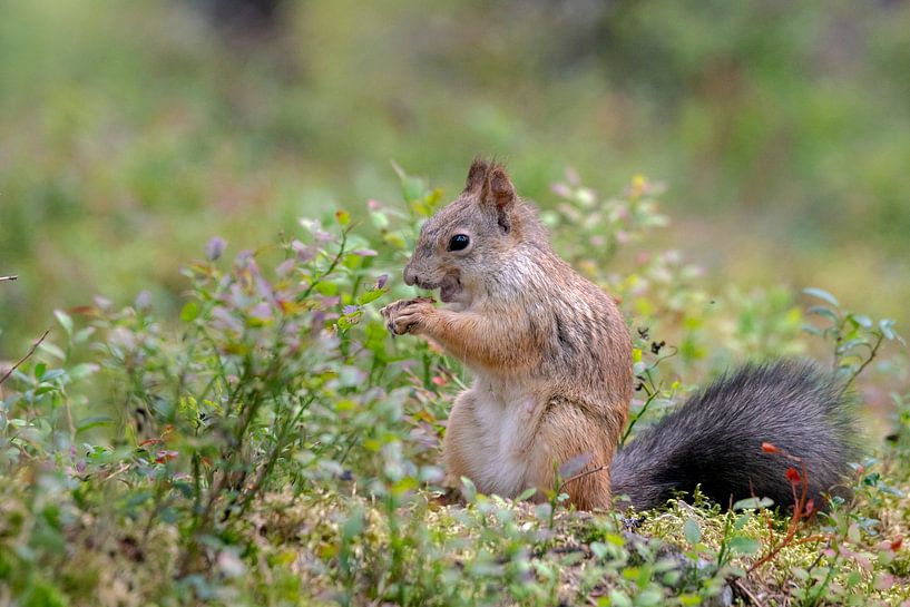 Squirrel by Albert Beukhof