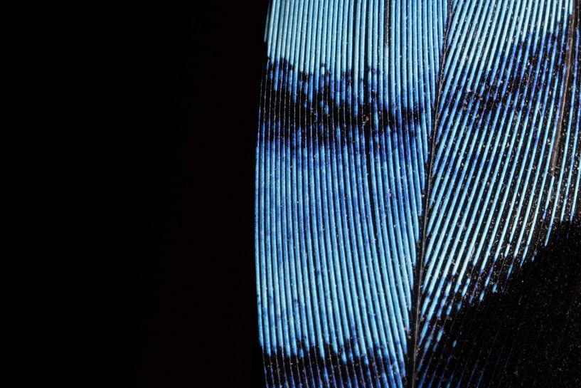 Detail einer Eichelhäherfeder von Luc Hoogenstein