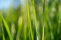 Grashalme Hintergrund