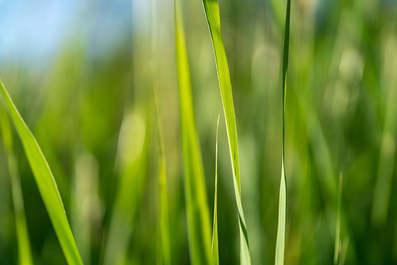 Grashalme Hintergrund von koennemans