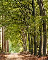 Sonnige Waldschneise in Speulderbos