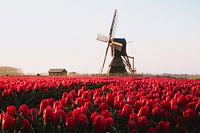 Rot rosa Tulpenfeld mit brauner Wippe bei Sonnenaufgang