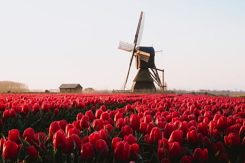 Red pink tulip field with brown seesaw during sunrise by Maartje Hensen
