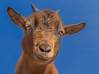 Gros plan sur la tête de chèvre