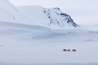 Reindeer on Svalbard