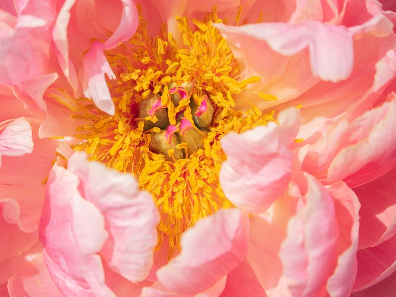 Pfingstrose Coral Charm von Mixed media vector arts