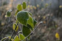 Matin d'automne dans la forêt