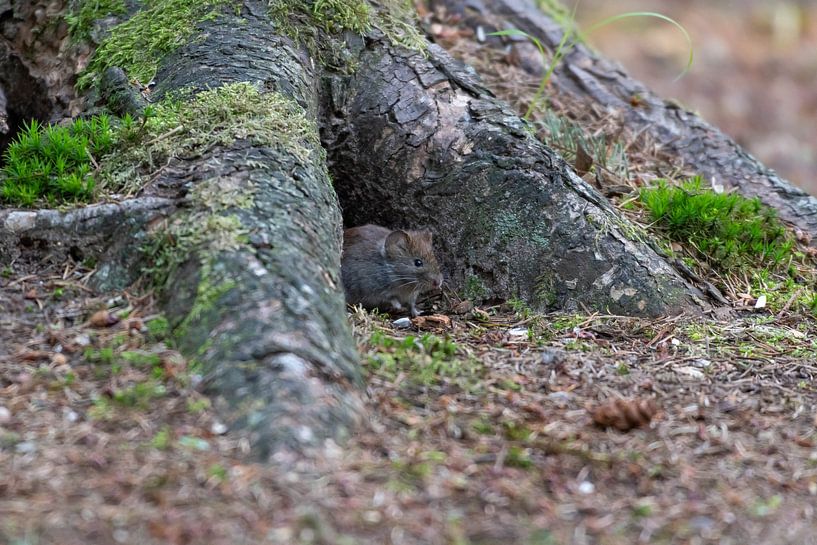 Souris par Merijn Loch