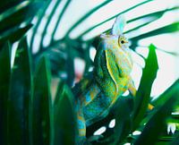 The chameleon that goes for it