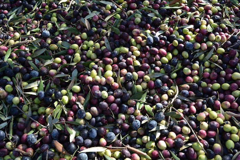 Olivenernte in einer Tonne von Bella Luna Fotografie