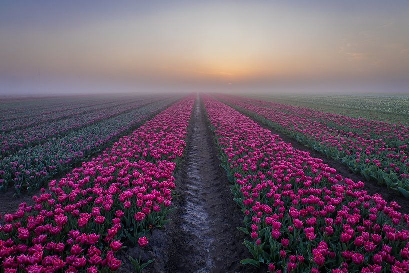 rosa Tulpen im Schärengarten von peterheinspictures