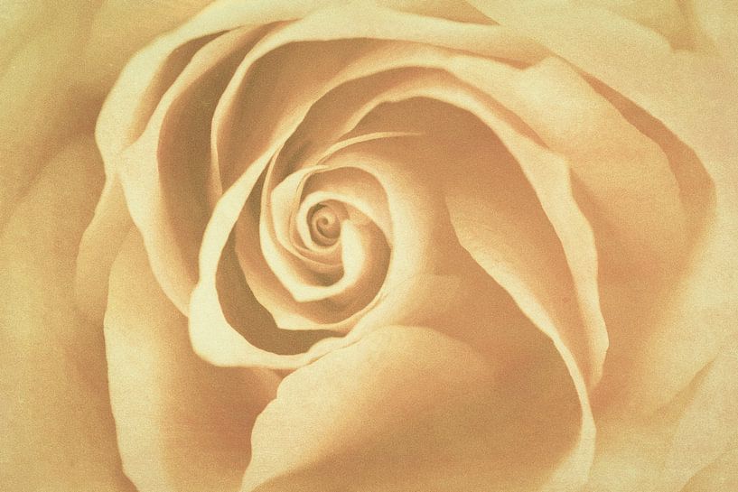 Rose par Marianne Twijnstra