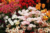 Parterre de fleurs aux couleurs douces