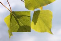 Perfekter Sommer_Natur-Kunst-Installation